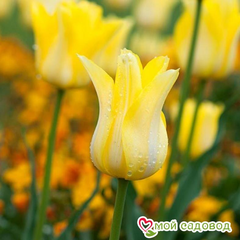 Тюльпан лилиецветный Баллада Голд