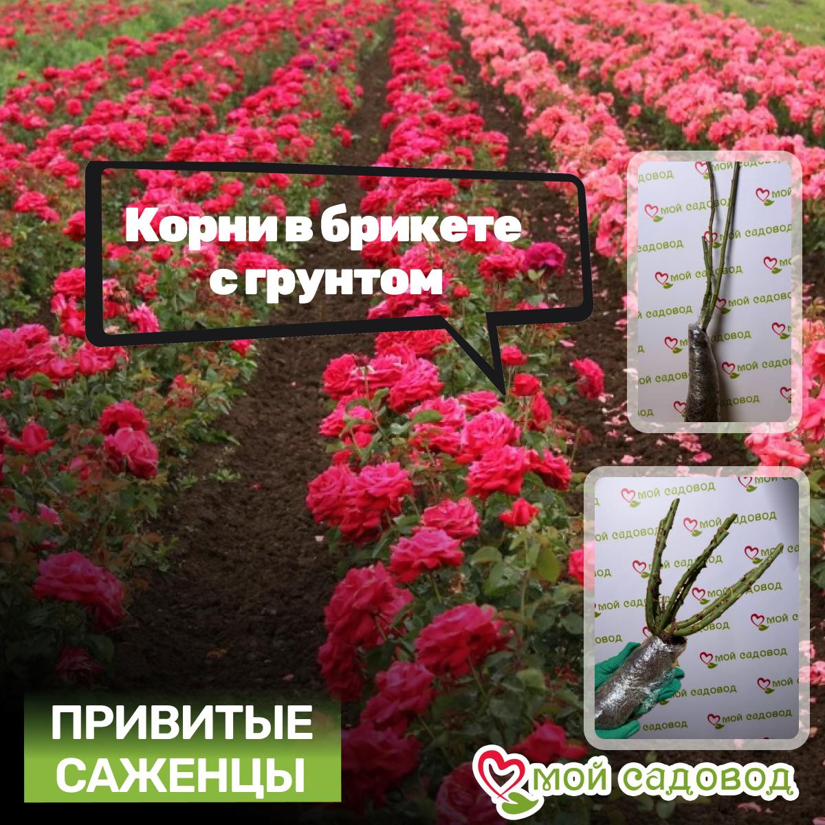 Роза Сапфир