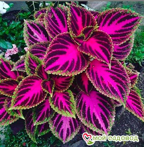 Хоста Рейдянт Чарм